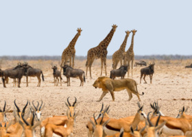 ユニコーンドリームの6870の求人画像