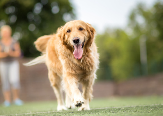 ファンタジックグローバルの6882の求人画像-0