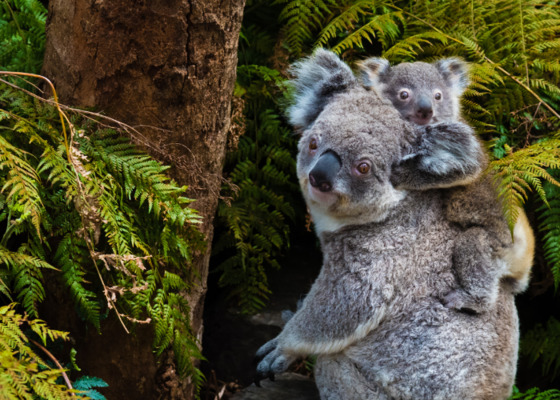 Gambar pekerjaan dari 6912 at タカラトミーdffdsfadsfa-0