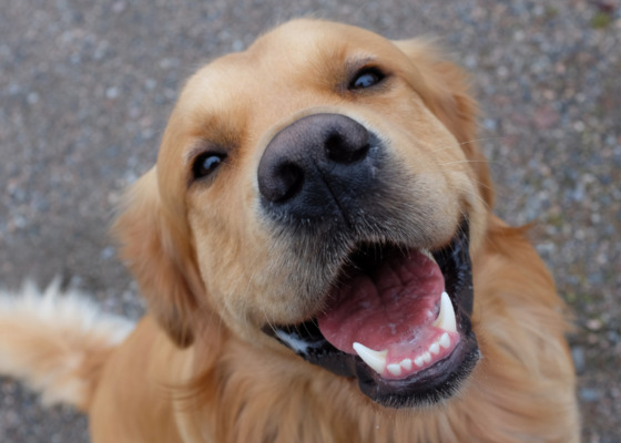 Guidable株式会社の6962の求人画像-0