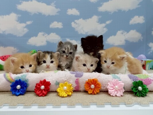 Gambar pekerjaan dari 6856 at アイエムズ1895-0